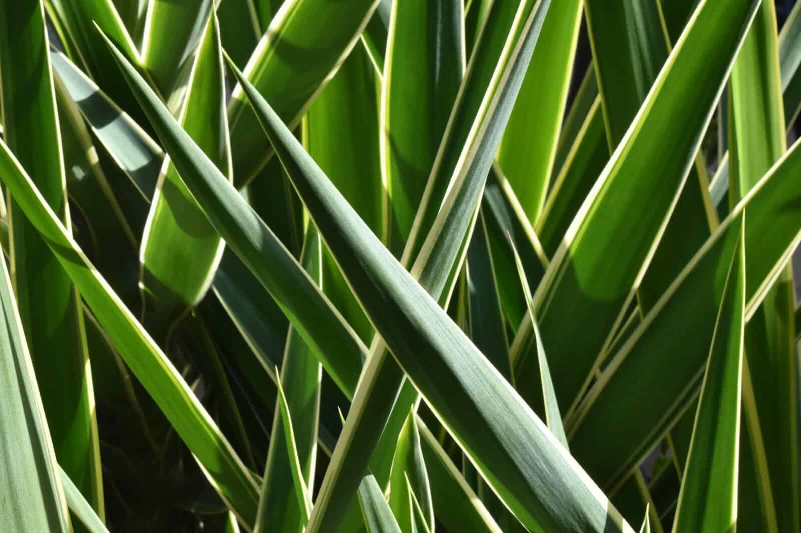 Yucca gigantea or Adams needle yucca or Yucca filamentosa tree plant leaves in the sun.